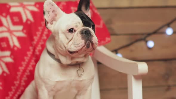 Funny Cute French Bulldog Portrait at Christmas Decorations