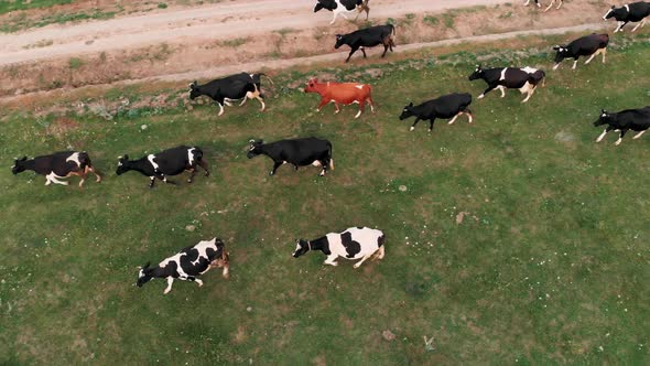 Cows Grazing Fresh Green Grass on the Field. Farm. Animals Graze on a Meadow. Cows on Pasture. Herd