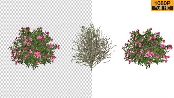 Azalea Flower Growing Animation with Wind