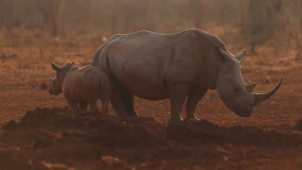 A female rhino and her calf, Ceratherium simun slowly mill around a waterhole in the late afternoon