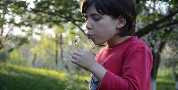 Girl And Dandelions 1