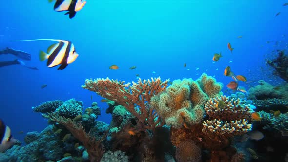 Underwater Tropical Fish and A Diver