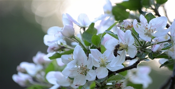 Apple Blossom 1