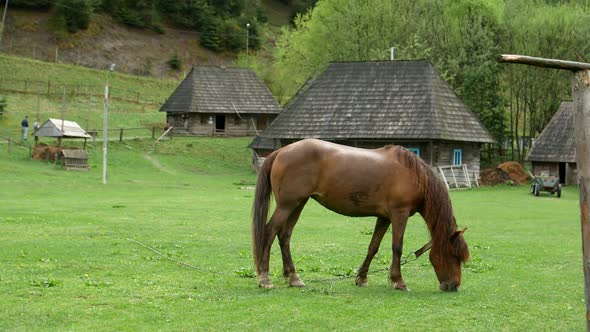 Beautiful horses in spring in the meadow eat grass, a horse near the owner's house, a brown horse