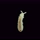 Collembola insect under the microscope, Order Poduromorpha, family Onychiuridae - VideoHive Item for Sale