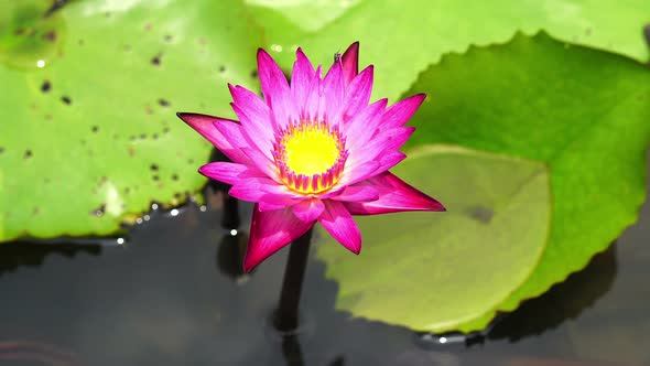 pink lotus on the river