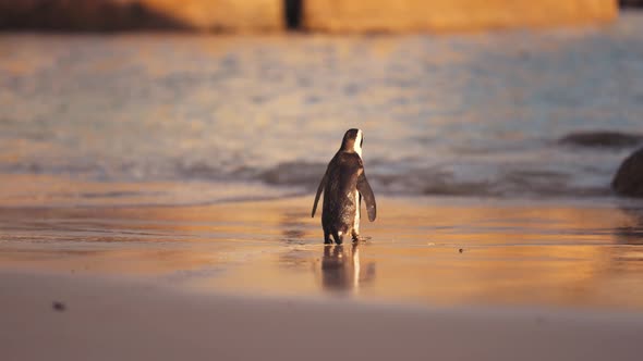 African penguin on sandy beach. Spheniscus demersus also known as jackass penguin and black-footed p