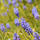 Grape Hyacinth - VideoHive Item for Sale