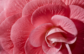 Pink Flower Petals - PhotoDune Item for Sale