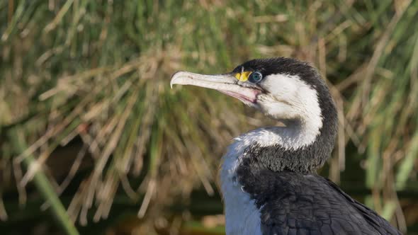 Little Pied Cormorant or Little Shag Bird Portrait, Close Up