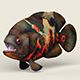 Low poly Realistic Oscar Fish - 3DOcean Item for Sale