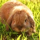Lop-eared rabbit jumps on the lawn and chews the grass. Dwarf rabbit breed ram at sunset.  - VideoHive Item for Sale