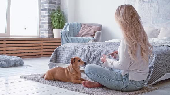 Happy Blonde Caucasian Woman Home Clothes Who Trains and Gives Commands Plays with Her Purebred