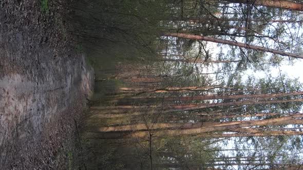 Vertical Video of a Road in the Forest Slow Motion