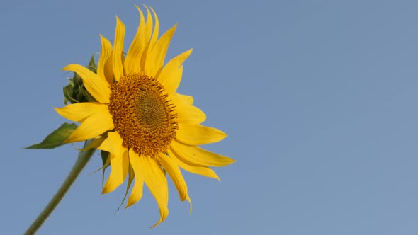 Close-up details of beautiful sunflower 3840X2160 UltraHD footage - Blue sky and Helianthus plant 38