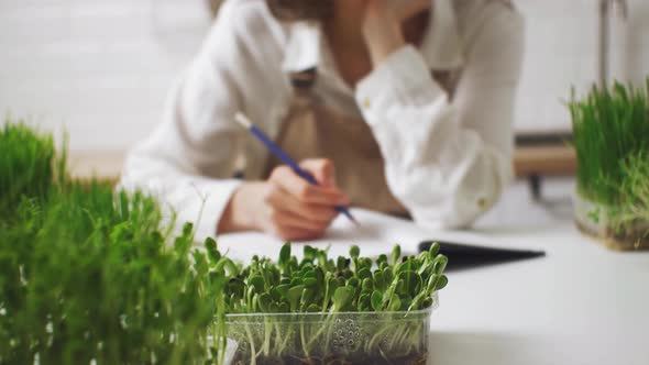 Green Seedlings Sunflower, Peas, Wheat On Table. Growing Microgreens Home. Woman Is Writing