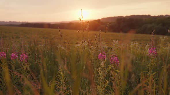 Close Up Portrait of Purple Flowers on Evening Sunset