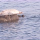 Wild Spotted Fur Seal Sleep on Rock Pacific Harbor Sea Lion Resting - VideoHive Item for Sale