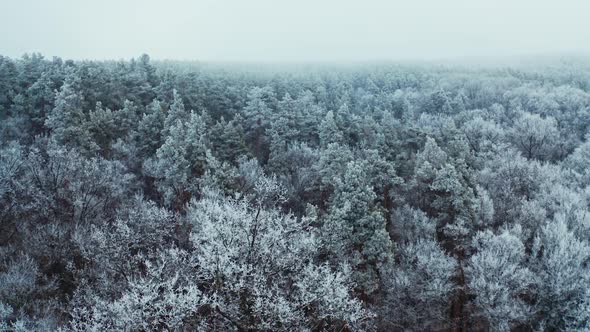 Tranquil atmosphere in winter forest. 