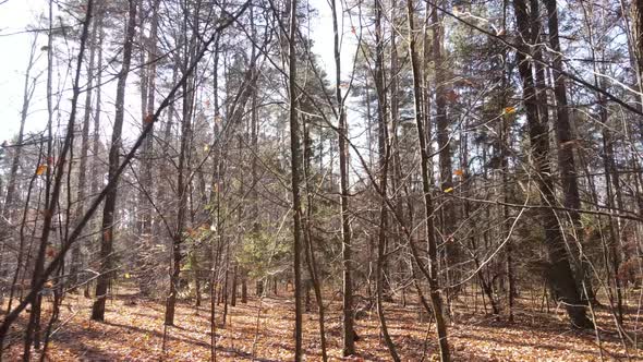 Forest with Trees in the Fall