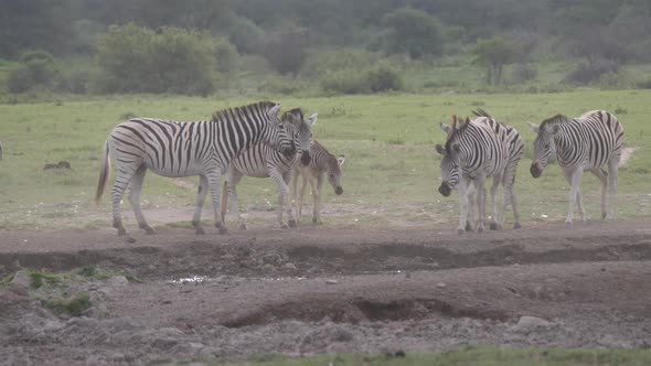 Herd of zebras around at the savanna 