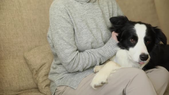 Unrecognizable Woman Playing with Cute Puppy Dog Border Collie on Couch at Home Indoor