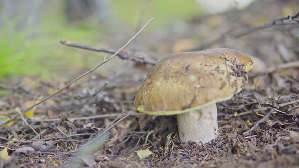 Man Picking Mushrooms in the Forest