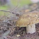 Man Picking Mushrooms in the Forest - VideoHive Item for Sale