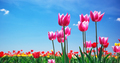 Tulips on sky - PhotoDune Item for Sale