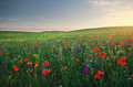 Spring meadow - PhotoDune Item for Sale