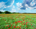 Beautiful meadow - PhotoDune Item for Sale
