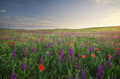 Spring meadow - PhotoDune Item for Sale