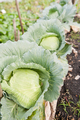 Cabbage Garden - PhotoDune Item for Sale
