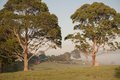 Two Gumtrees - PhotoDune Item for Sale