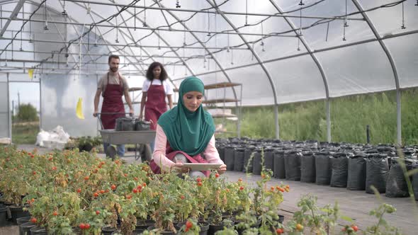 Young Multiracial Gardeners Working in Greenhouse