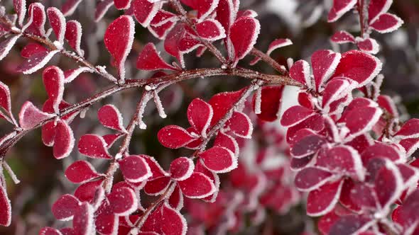 Red autumn barberry leaves with hoarfrost