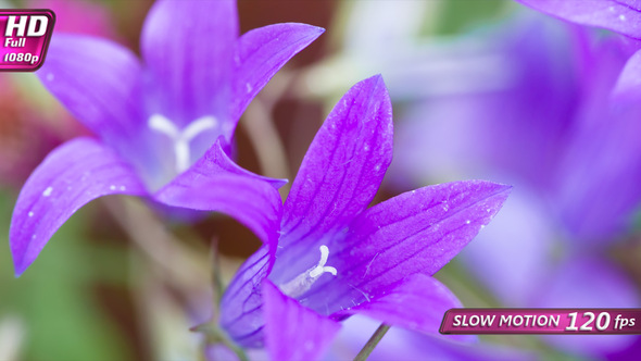 Delicate Field Bellflower