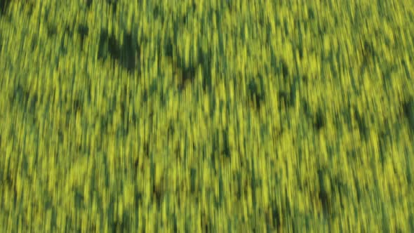 Top Shot on the Field with Yellow Flowers