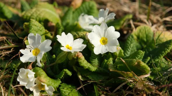 close up of white primulas with yellow in the center