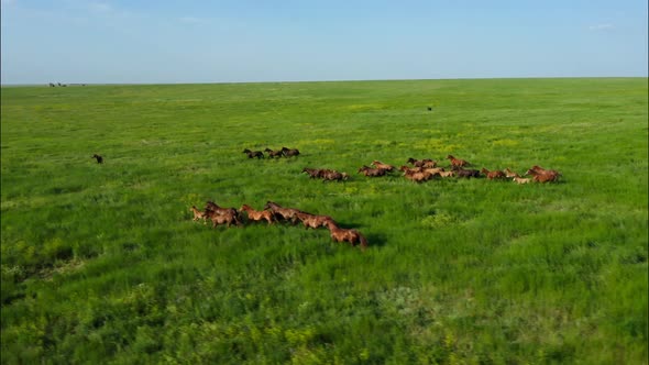 Wild Horses Running Wild Mustangs Run on the Beautiful Green Grass Dust From Under the Hooves