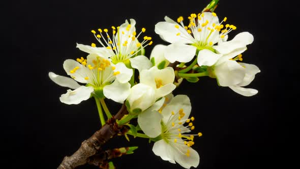 Plum Flower Blossoming 6