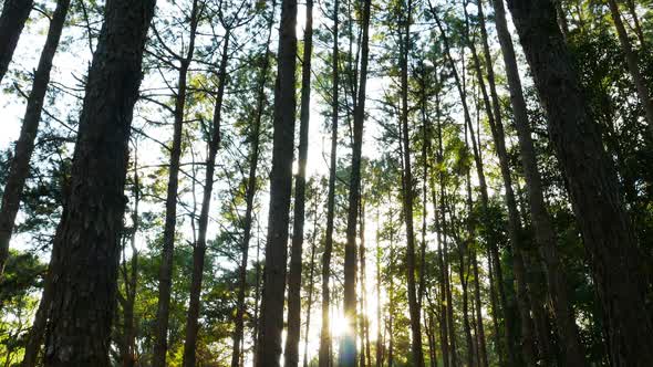 Pine Forest with Sunlight