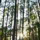Pine Forest with Sunlight - VideoHive Item for Sale