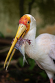 Yellow billed stork, Mycteria ibis - PhotoDune Item for Sale