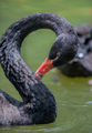 Black swan, Cygnus atratus, - PhotoDune Item for Sale