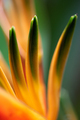 Bird of paradise flower, Strelitzia reginae close-up - PhotoDune Item for Sale