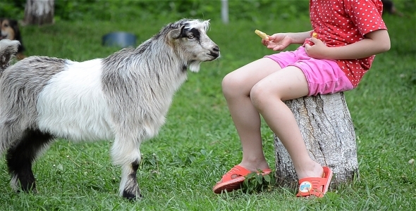 Feeding Goats 2