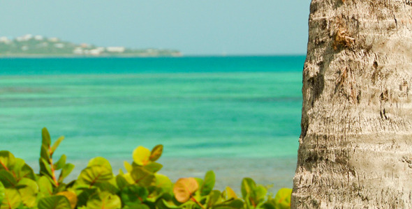 Coconut Tree With Blurred Background