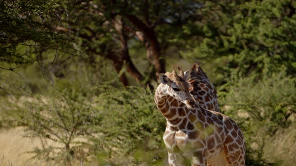 Baby Giraffe Suckles Mother in Early Morning Light