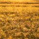 Golden Grain - VideoHive Item for Sale